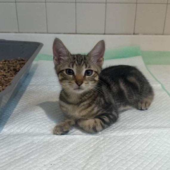 Enlarge Inferno, a Adoptable mixed breed in Moriches, NY image 2/6
