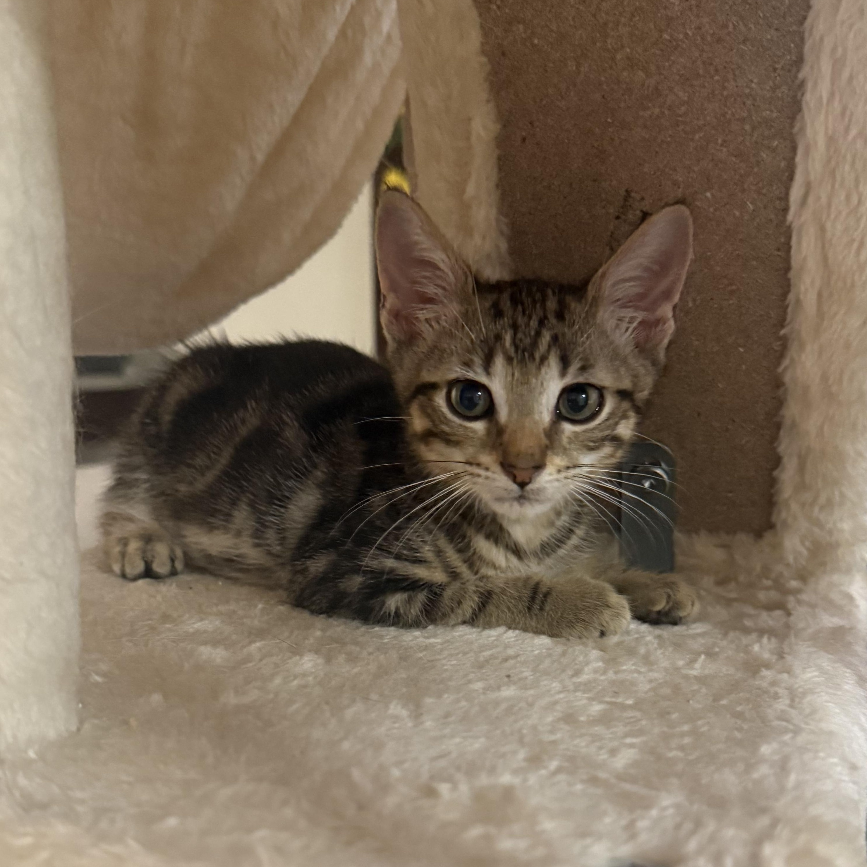 Enlarge Inferno, a Adoptable mixed breed in Moriches, NY image 3/6