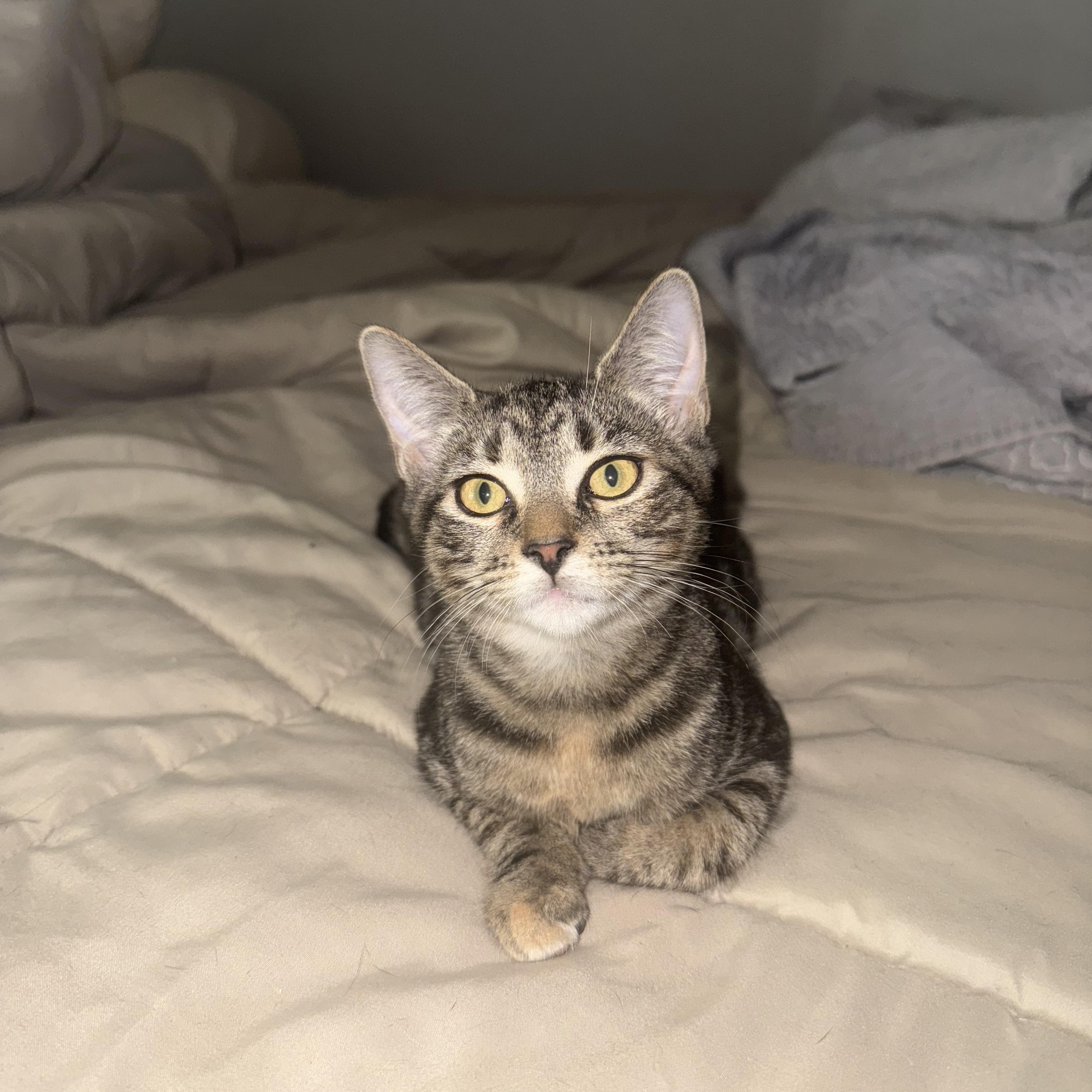 Enlarge Inferno, a Adoptable mixed breed in Moriches, NY image 5/6