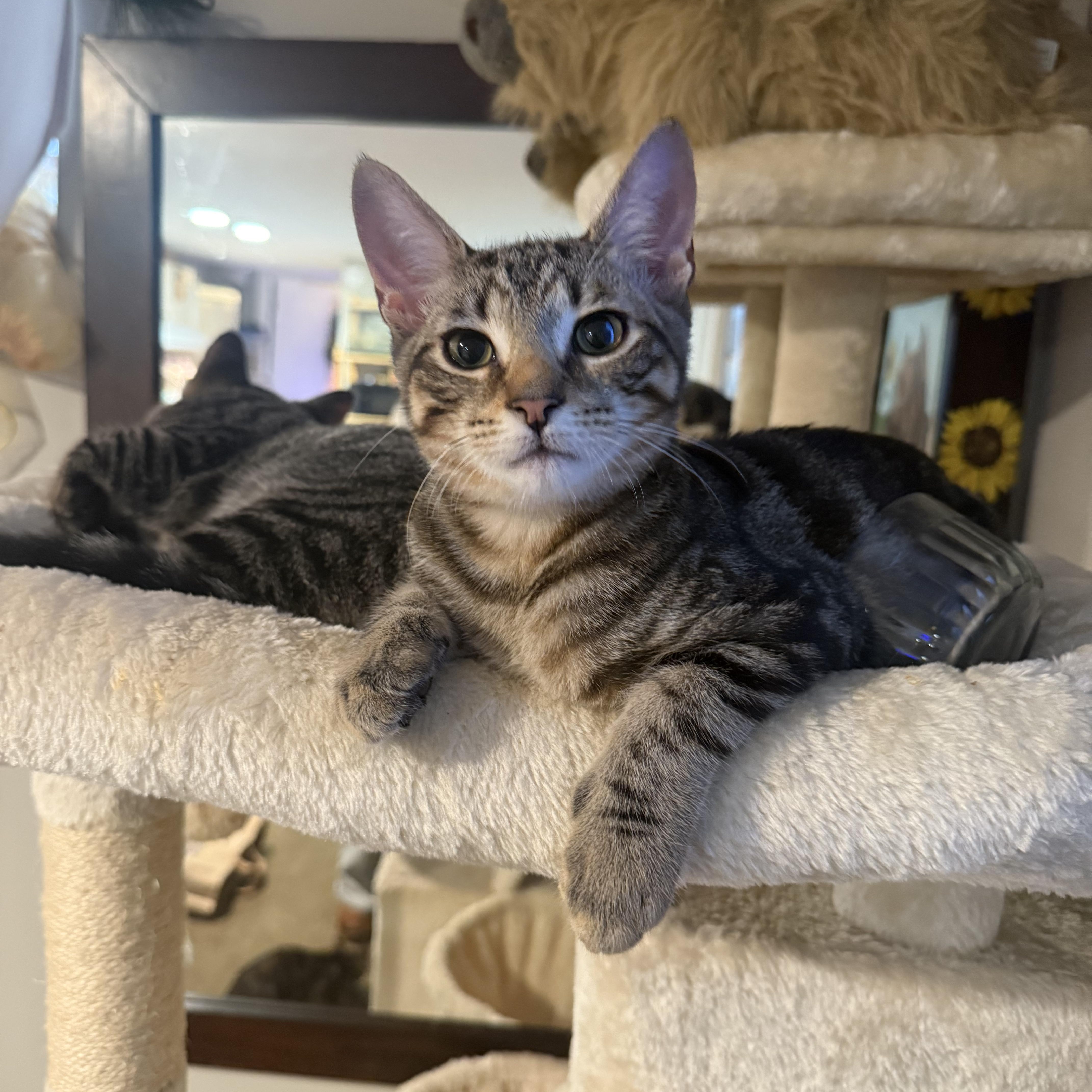 Enlarge Inferno, a Adoptable mixed breed in Moriches, NY image 6/6