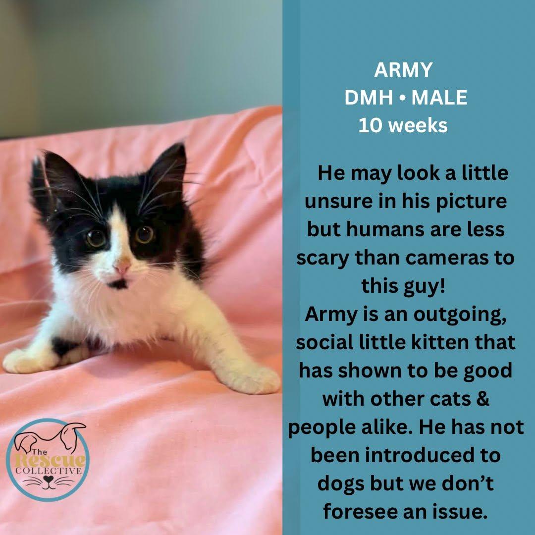 Enlarge Army, an adopted Domestic Medium Hair in Clive, AB image 1/1