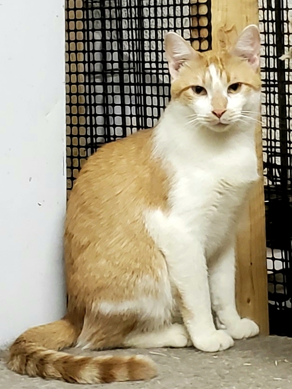 Enlarge Beach Boy Toby, a Adoptable mixed breed in Lyons, IL image 1/3