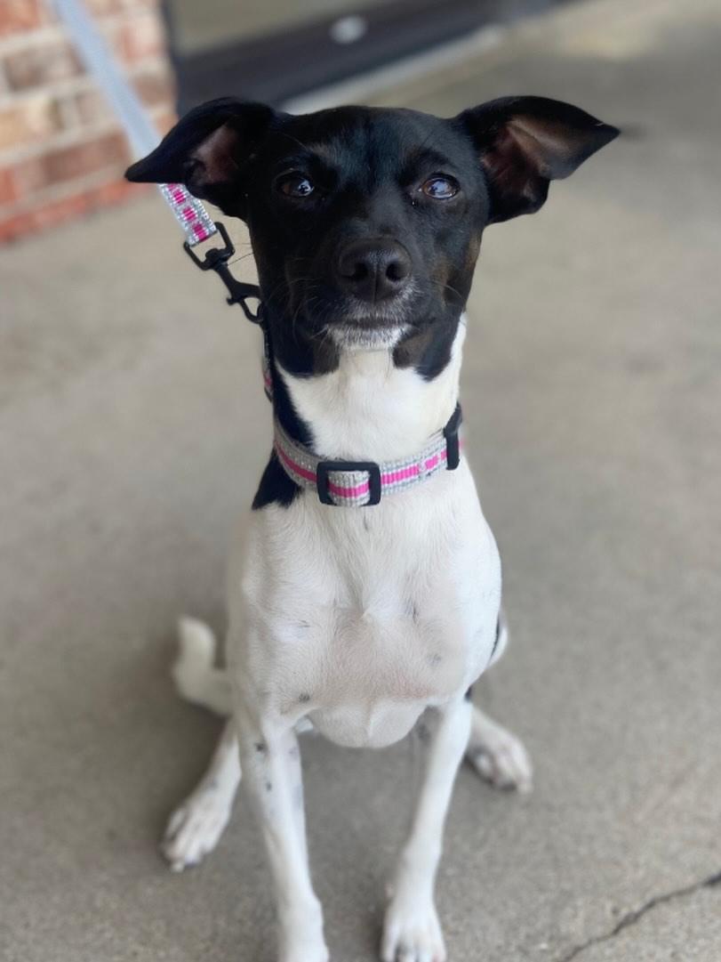 Enlarge Cora, a Adoptable mixed breed in Flossmoor, IL image 1/1