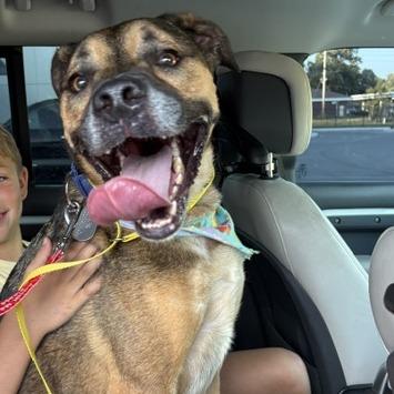 Enlarge Nicholas, a Adoptable mixed breed in Mooresville, IN image 1/3