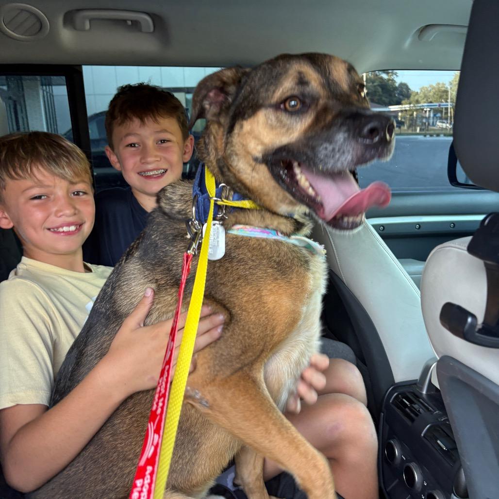 Enlarge Nicholas, a Adoptable mixed breed in Mooresville, IN image 2/3