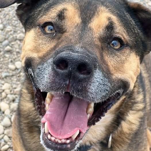 Enlarge Nicholas, a Adoptable mixed breed in Mooresville, IN image 3/3
