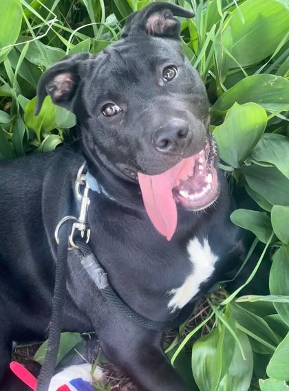 Enlarge Theo, a Adoptable mixed breed in Boyne City, MI image 1/3