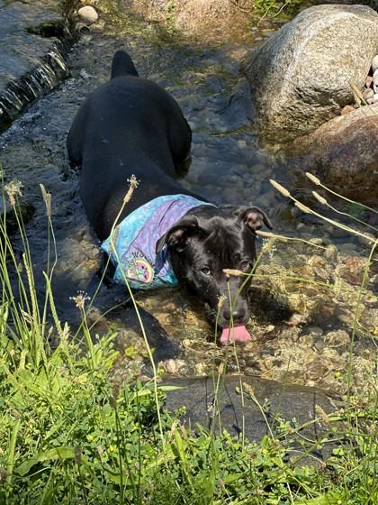 Enlarge Theo, a Adoptable mixed breed in Boyne City, MI image 1/1