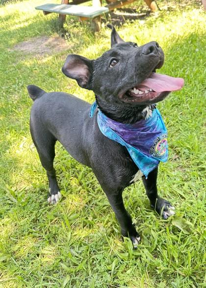 Enlarge Theo, a Adoptable mixed breed in Boyne City, MI image 3/3
