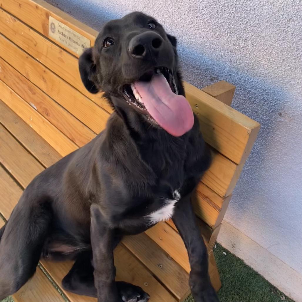 Happy, Adoptable, Young Female Black Labrador Retriever & Shepherd.
