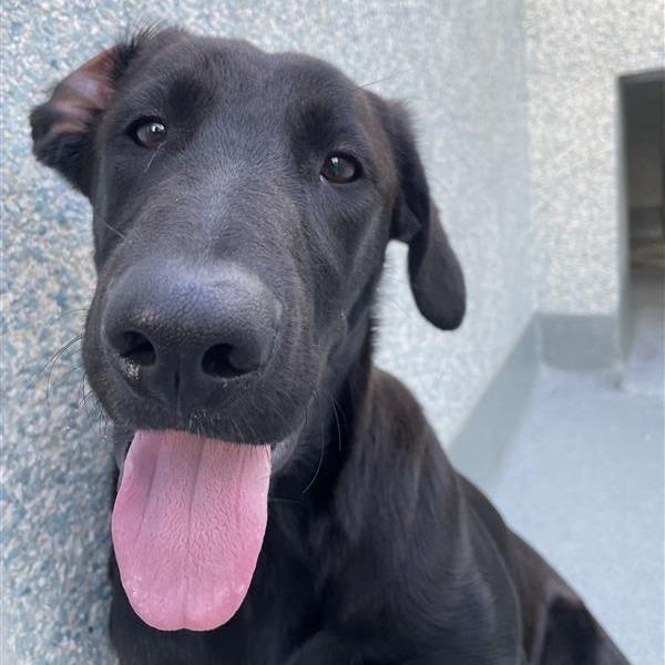 Happy, a Adoptable mixed breed in Freeport, FL image 2/2