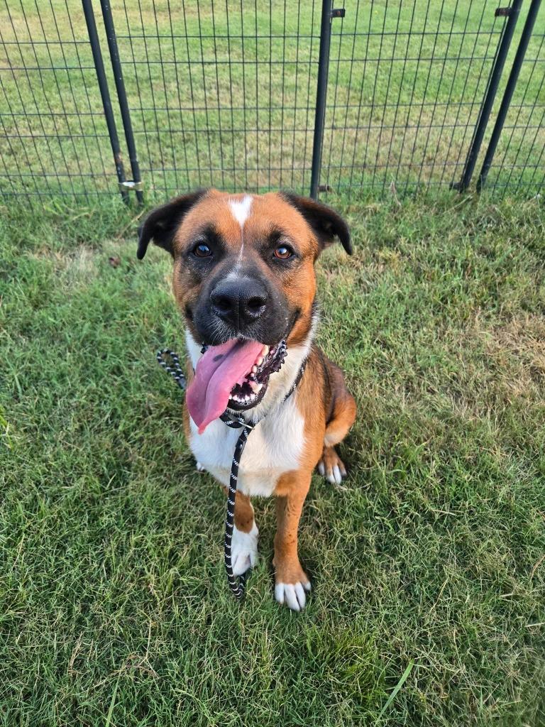 Enlarge Duke, a Adoptable mixed breed in Athens, TN image 1/2