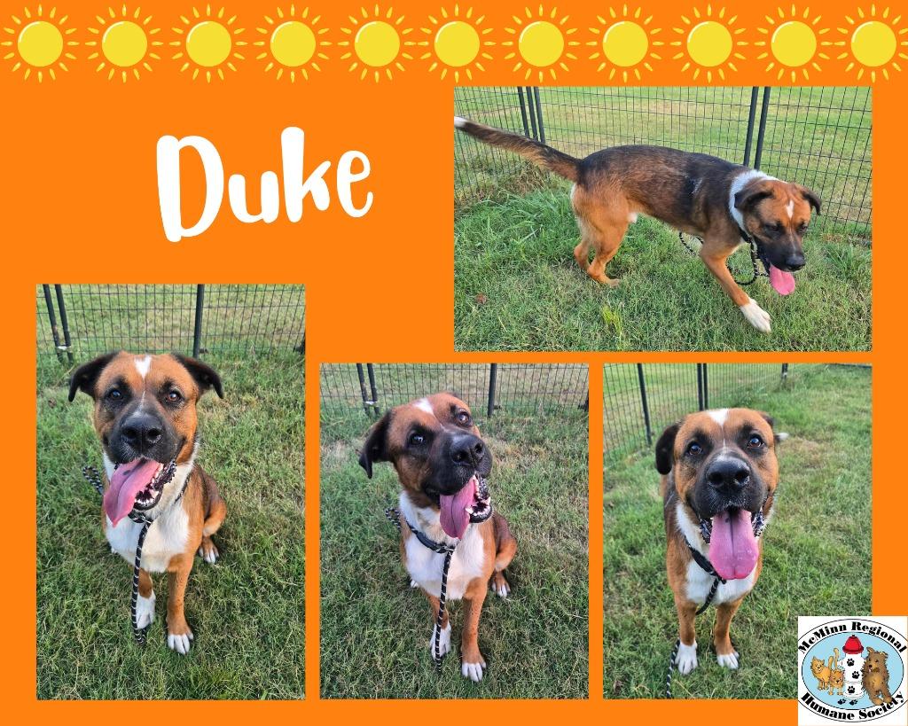 Enlarge Duke, a Adoptable mixed breed in Athens, TN image 2/2