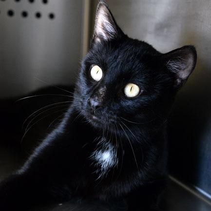 Enlarge Colt, a Adopted Domestic Short Hair in Fort Leavenworth, KS image 1/4