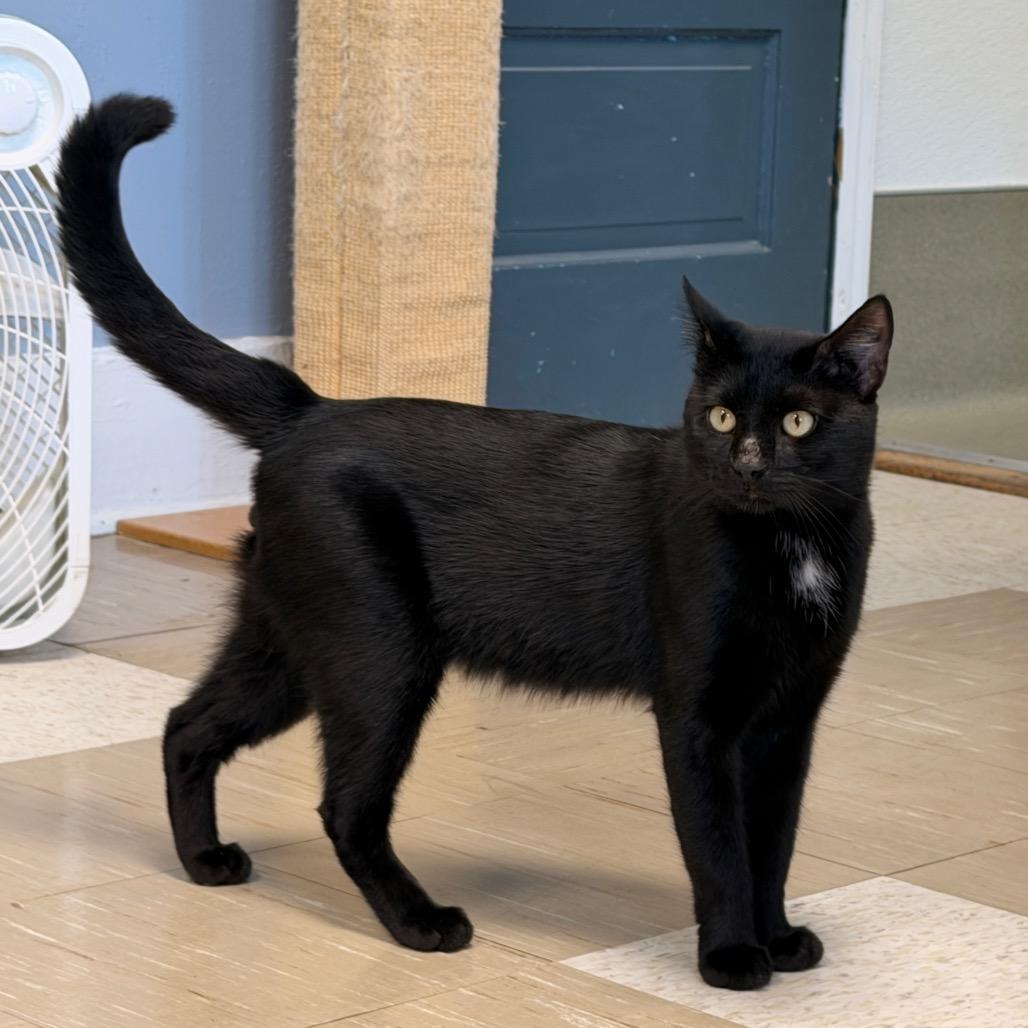 Enlarge Colt, a Adopted Domestic Short Hair in Fort Leavenworth, KS image 2/4