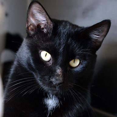 Enlarge Colt, a Adopted Domestic Short Hair in Fort Leavenworth, KS image 3/4