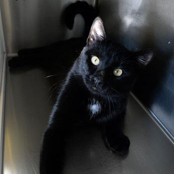 Enlarge Colt, a Adopted Domestic Short Hair in Fort Leavenworth, KS image 4/4