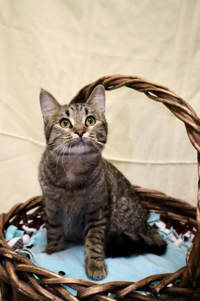 Enlarge Imbezzy, a Adoptable mixed breed in Minot, ND image 3/4