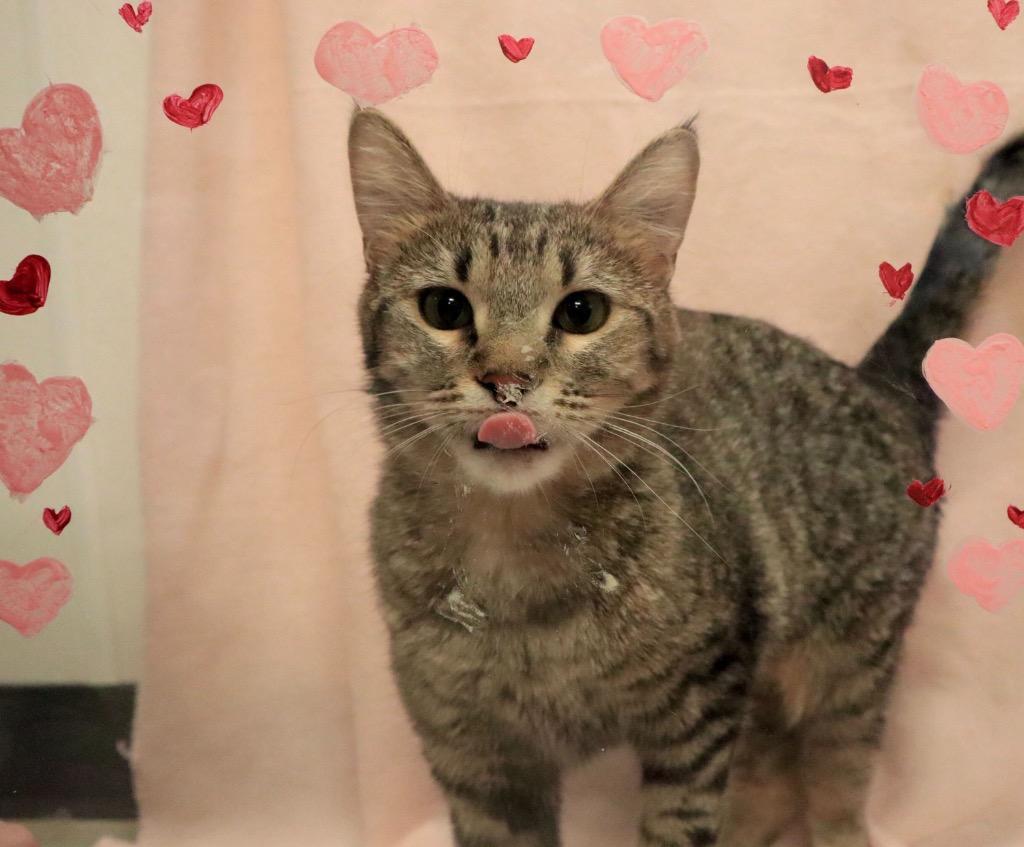 Enlarge Imbezzy, a Adoptable mixed breed in Minot, ND image 2/4