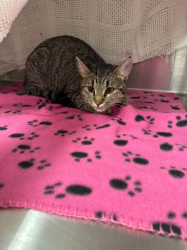 Enlarge Imbezzy, a Adoptable mixed breed in Minot, ND image 3/4