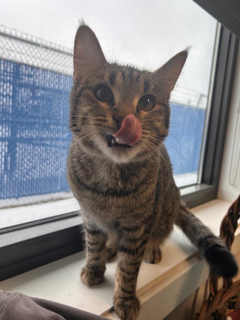 Enlarge Imbezzy, a Adoptable mixed breed in Minot, ND image 4/4