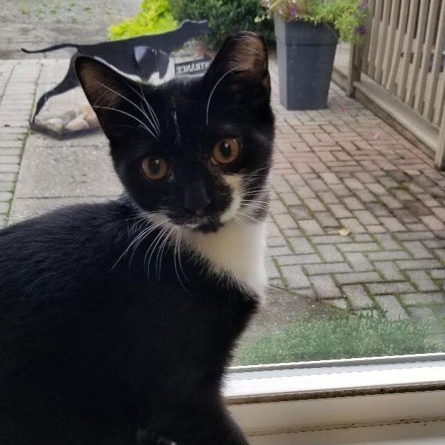 Count Chocula, Adopted, Kitten Male Tuxedo & Domestic Short Hair.