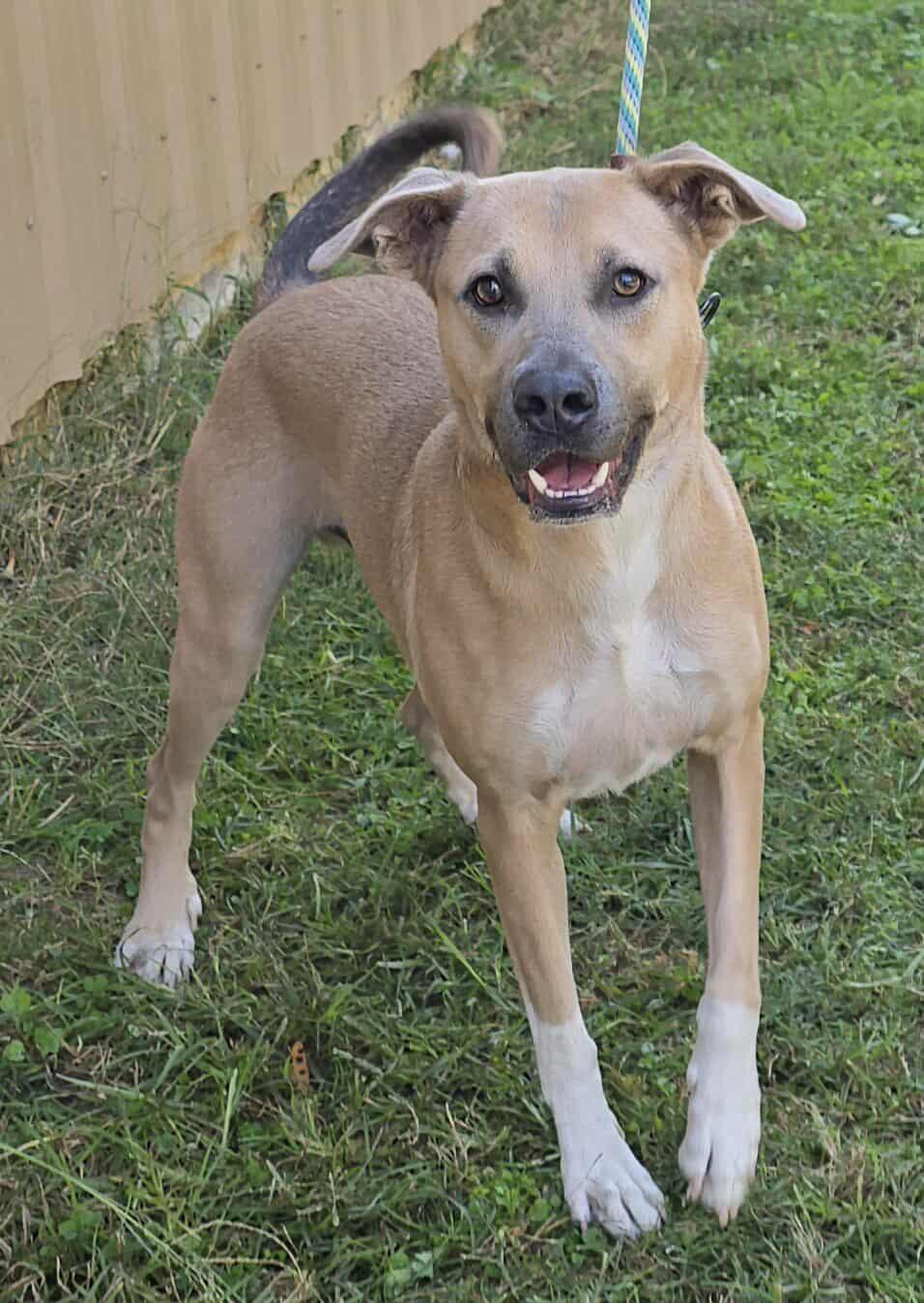 Nathan, Adoptable, Adult Male Black Mouth Cur.