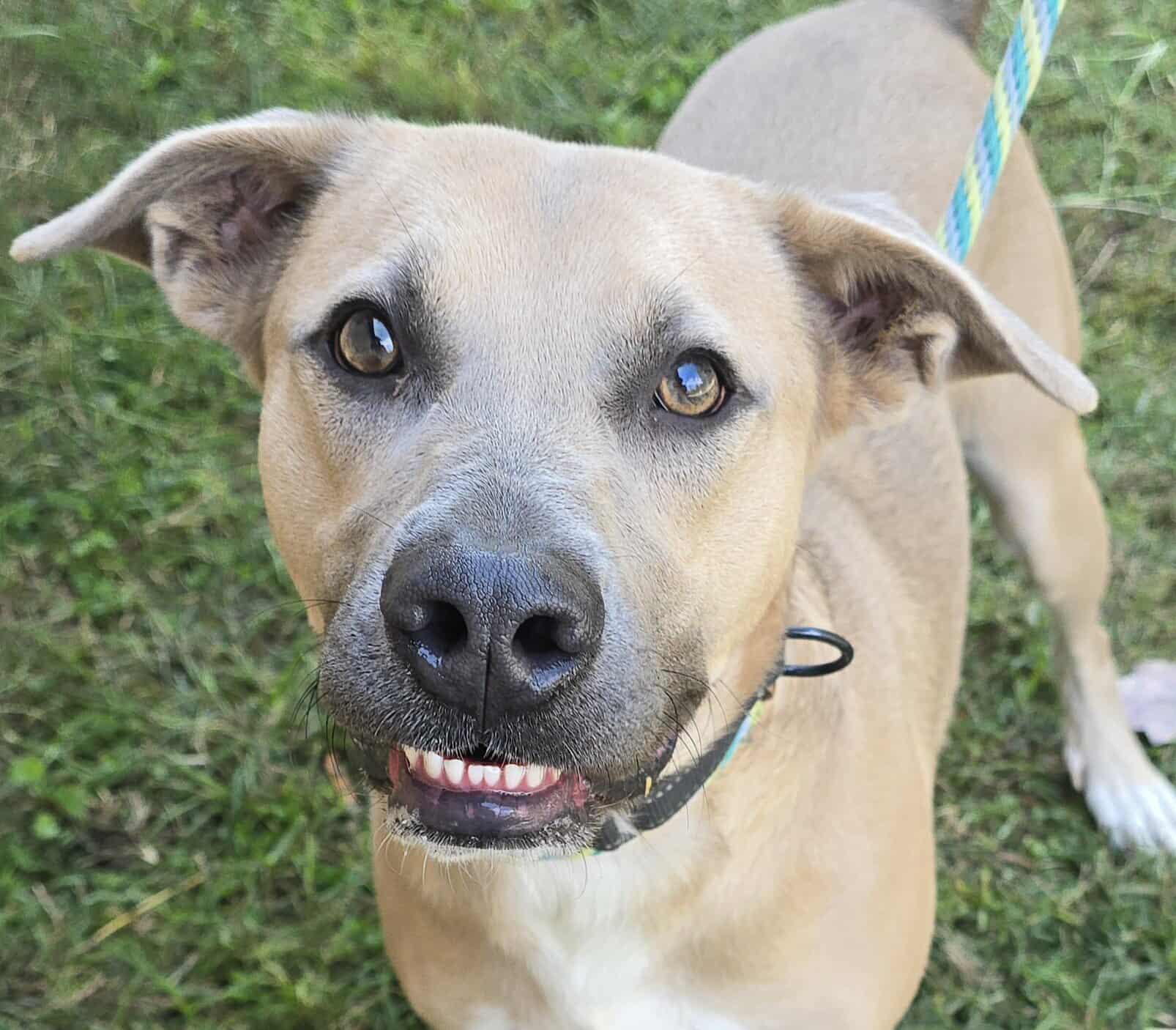 Nathan, Adoptable, Adult Male Black Mouth Cur.