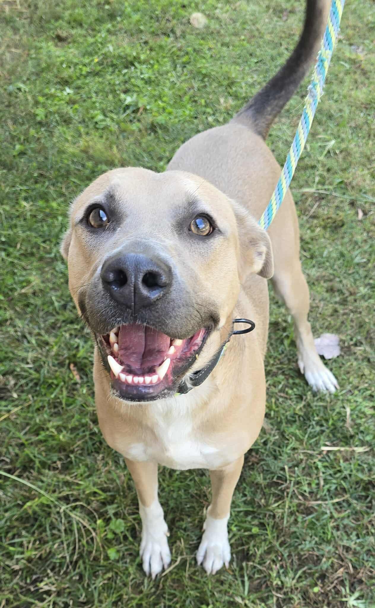 Nathan, a Adoptable mixed breed in Newport, TN image 4/6