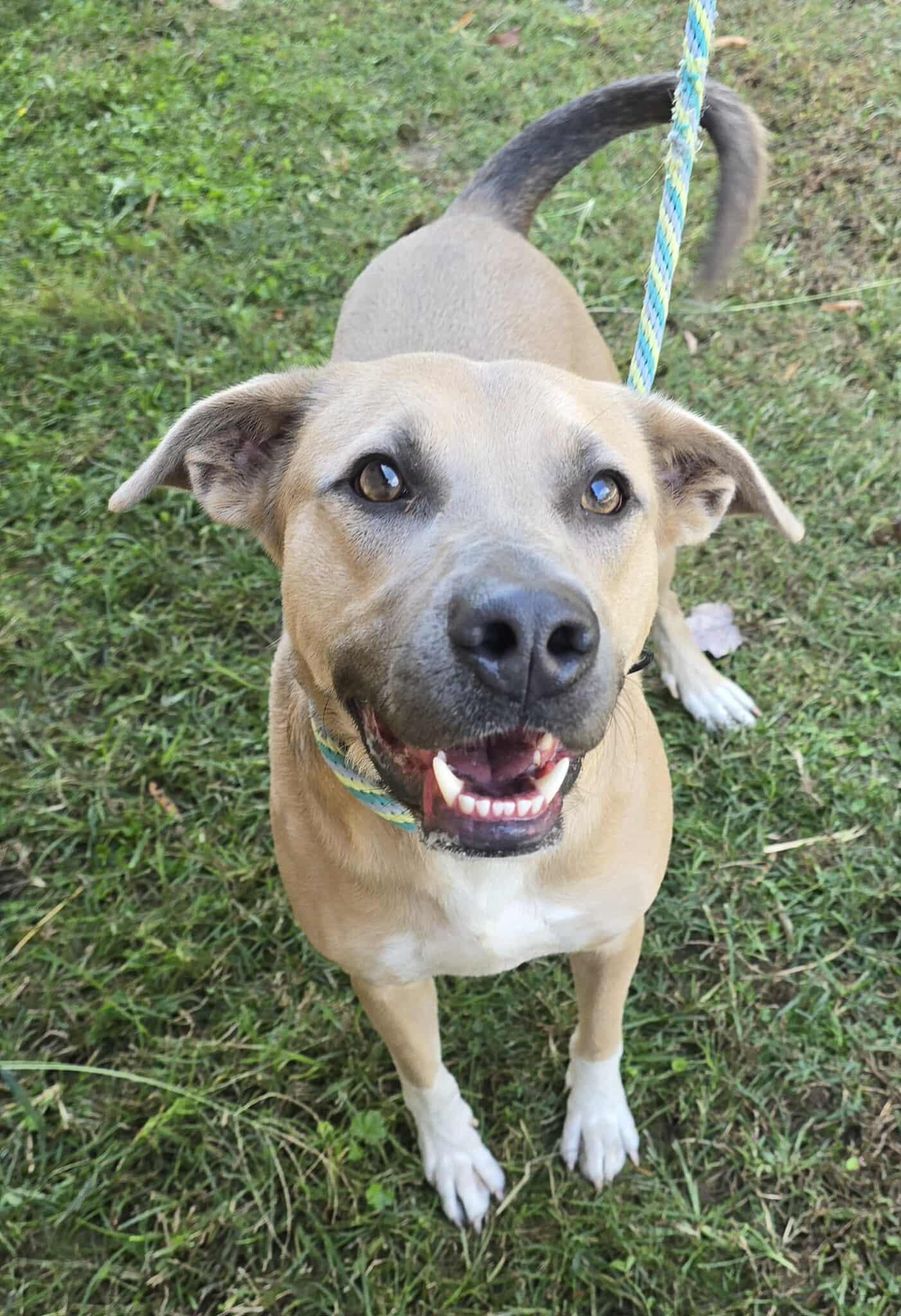 Nathan, a Adoptable mixed breed in Newport, TN image 5/6