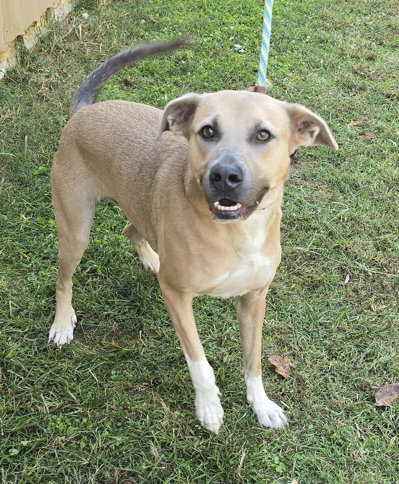 Nathan, a Adoptable mixed breed in Newport, TN image 6/6