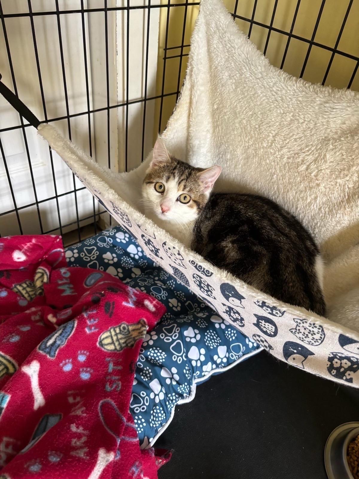 Souffle, a Adoptable Tabby in Westville, NJ image 4/6