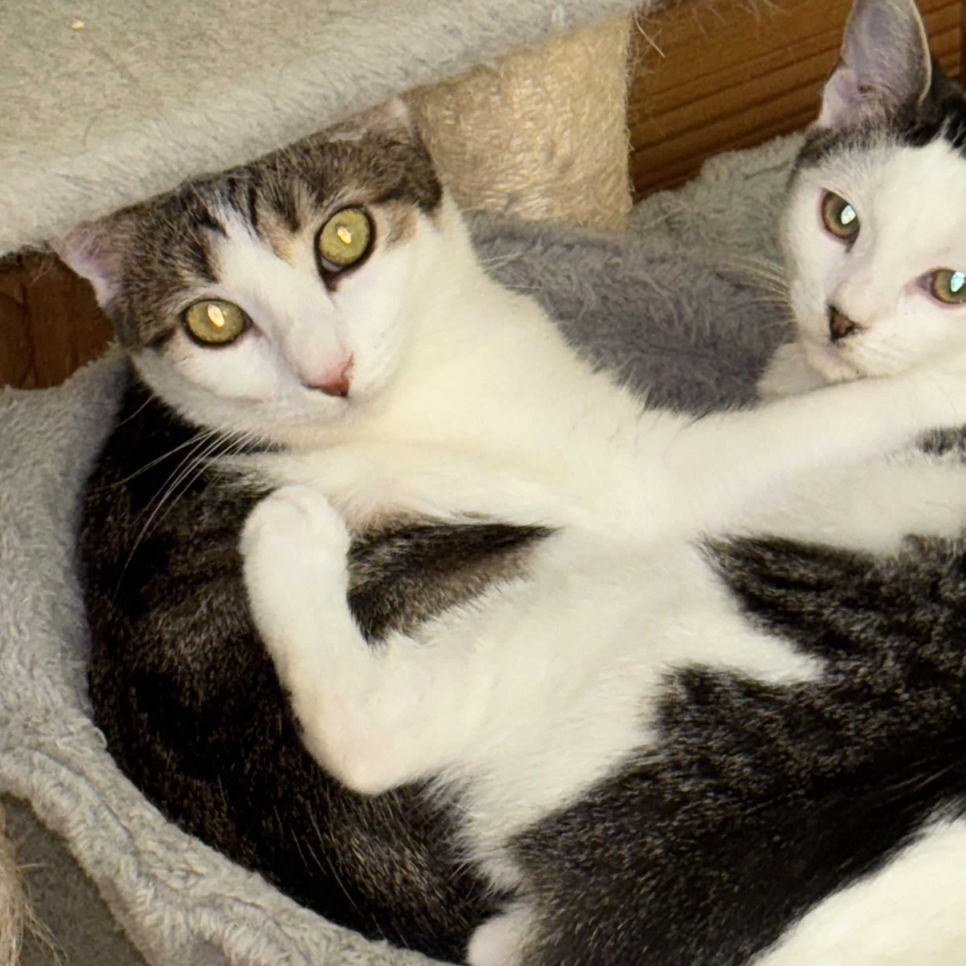 Souffle, a Adoptable Tabby in Westville, NJ image 2/6