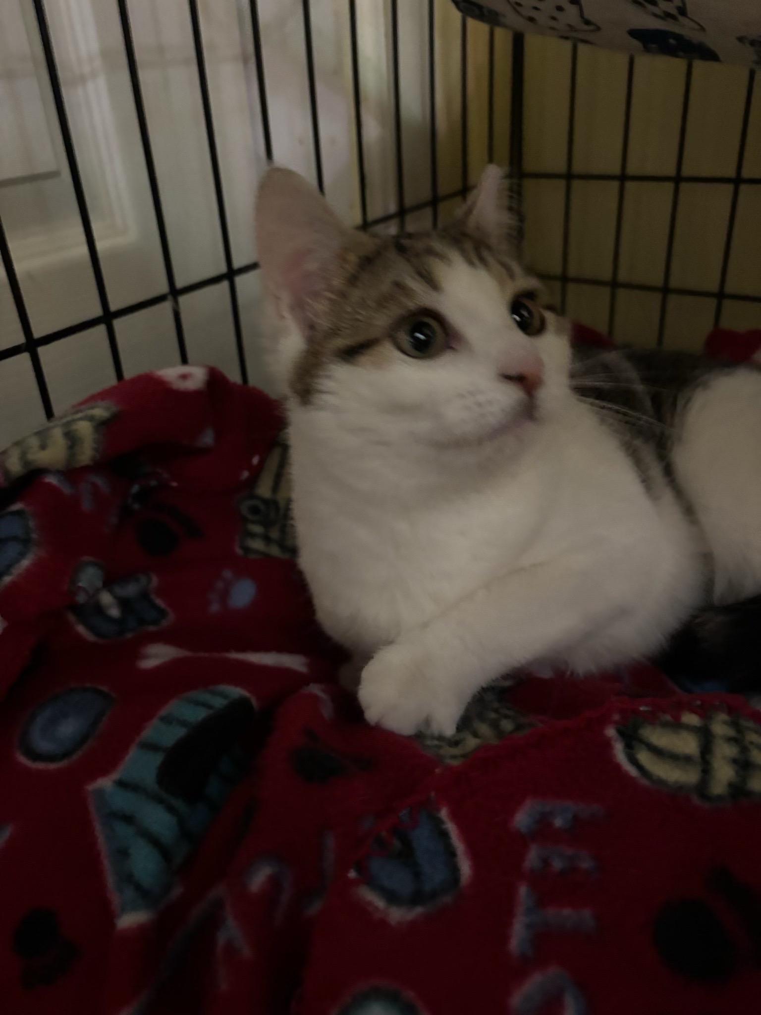 Souffle, a Adoptable Tabby in Westville, NJ image 5/6