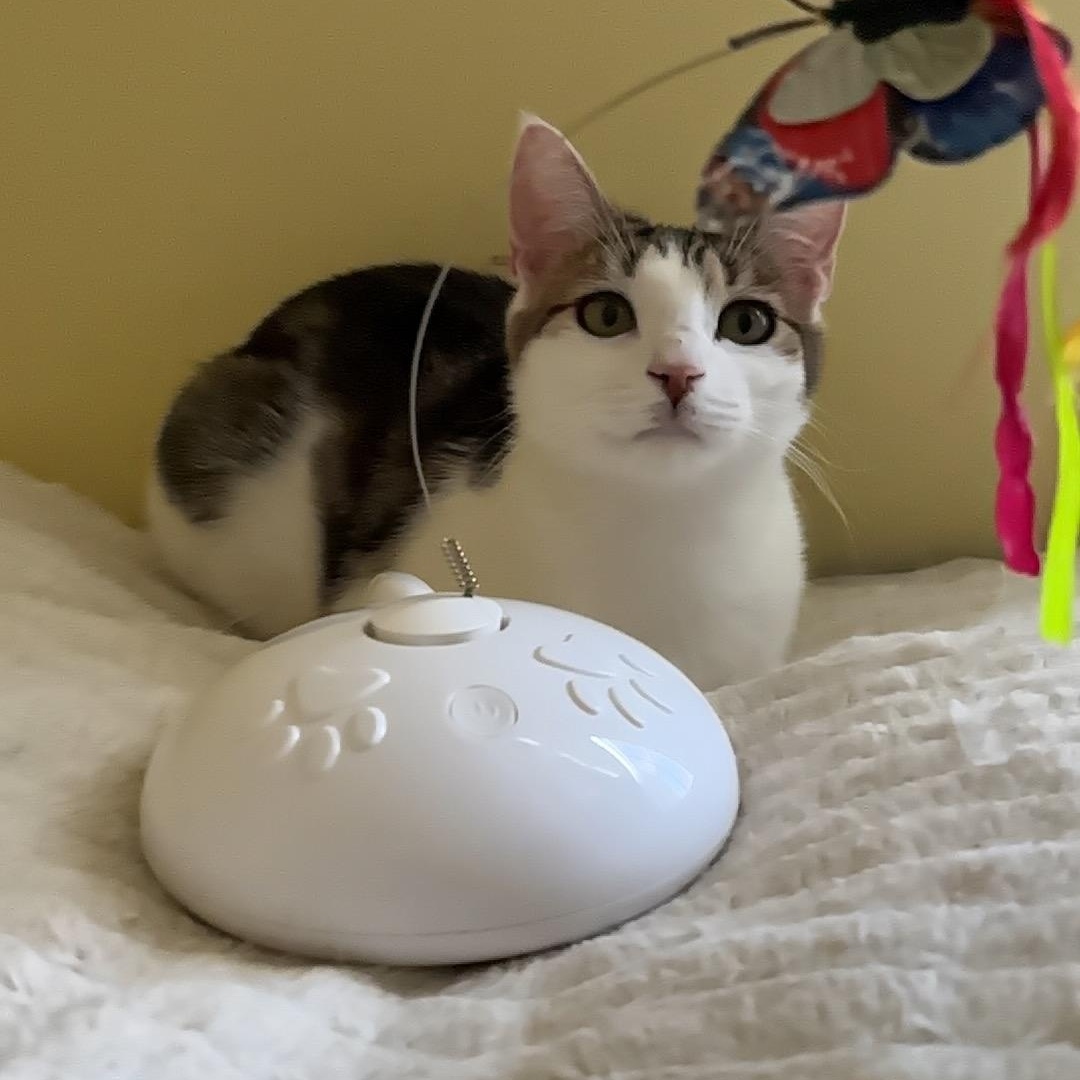 Souffle, Adoptable, Young Female Tabby.