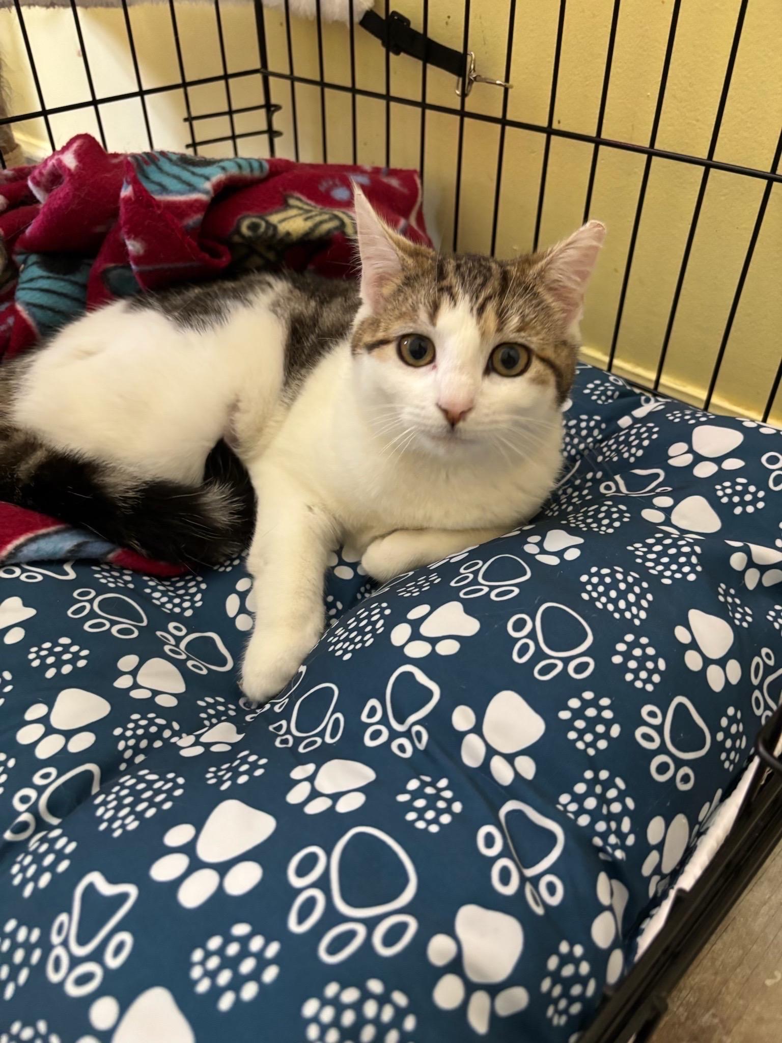 Souffle, a Adoptable Tabby in Westville, NJ image 6/6