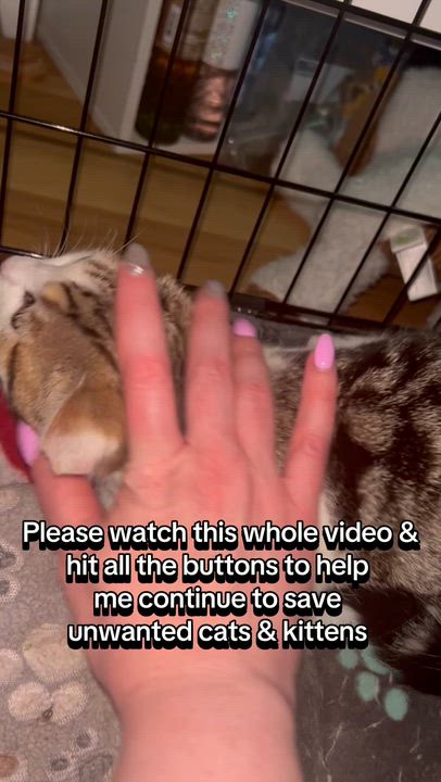 Enlarge Souffle, a Adoptable Tabby in Westville, NJ video 3/6