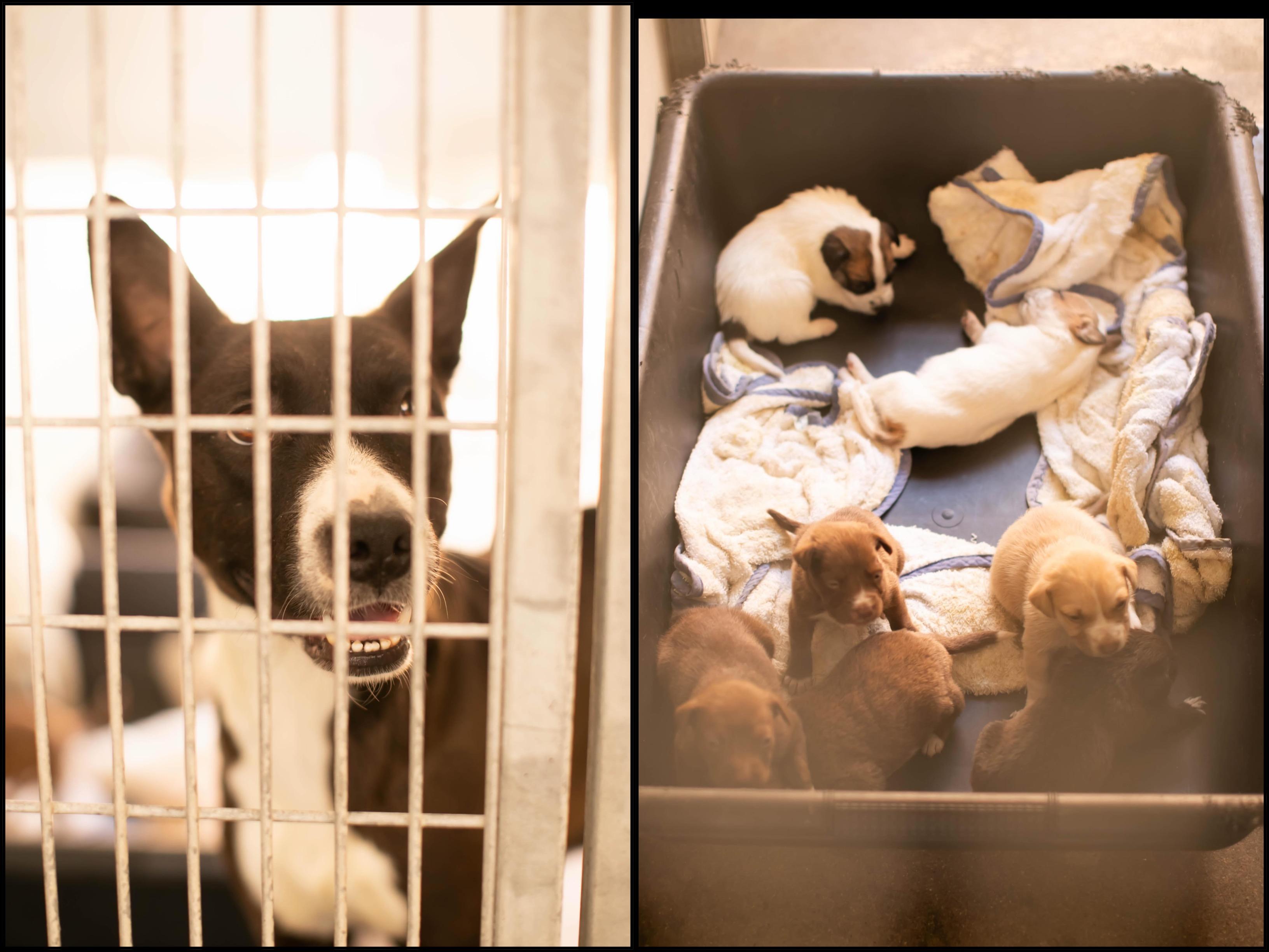 Dana, an adopted mixed breed in Corona Del Mar, CA image 2/2