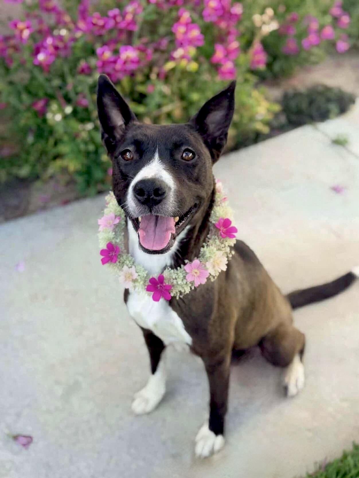 Dana, adopted, Young Female Pit Bull Terrier & Staffordshire Bull Terrier.