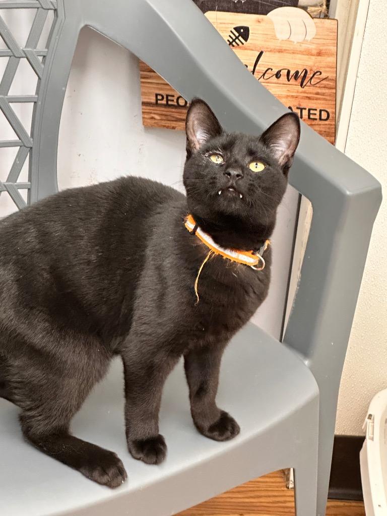 Salem, Adoptable, Kitten Male Domestic Short Hair.