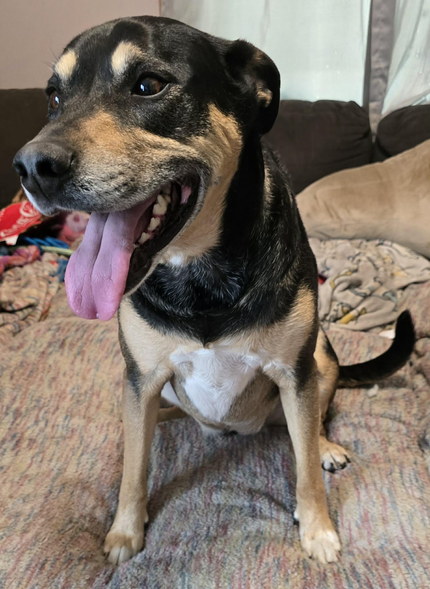 Enlarge Gabby, a ADOPTABLE mixed breed in Grand Rapids, MI image 4/4