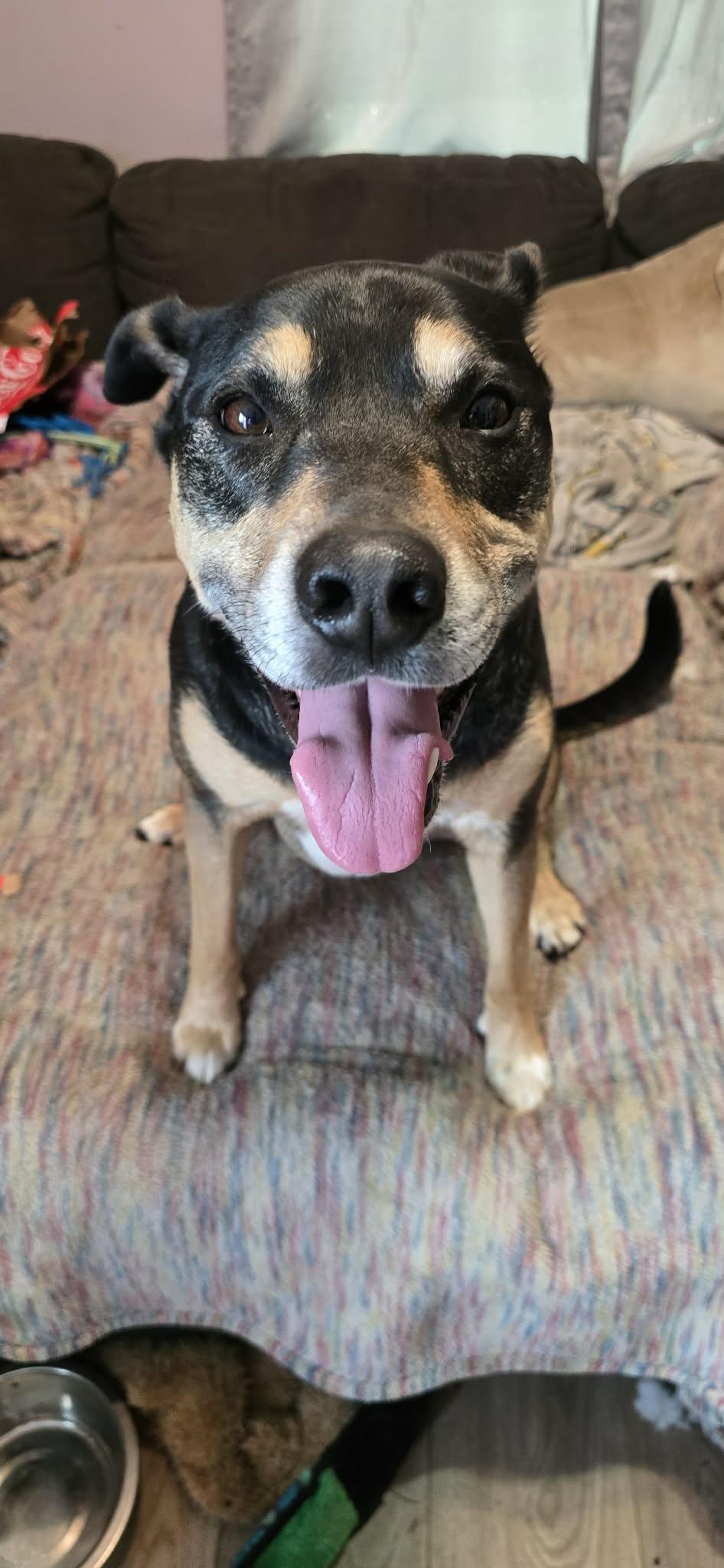 Enlarge Gabby, a ADOPTABLE mixed breed in Grand Rapids, MI image 1/4