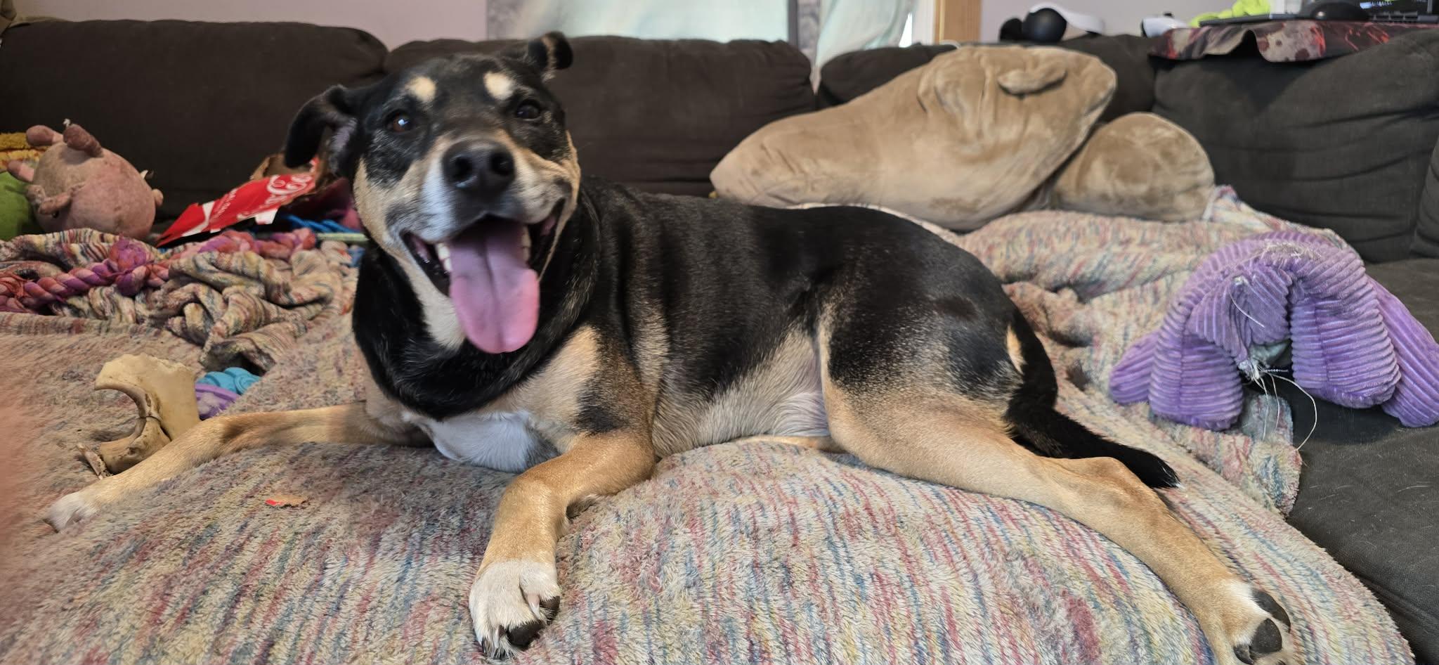 Enlarge Gabby, a ADOPTABLE mixed breed in Grand Rapids, MI image 3/4