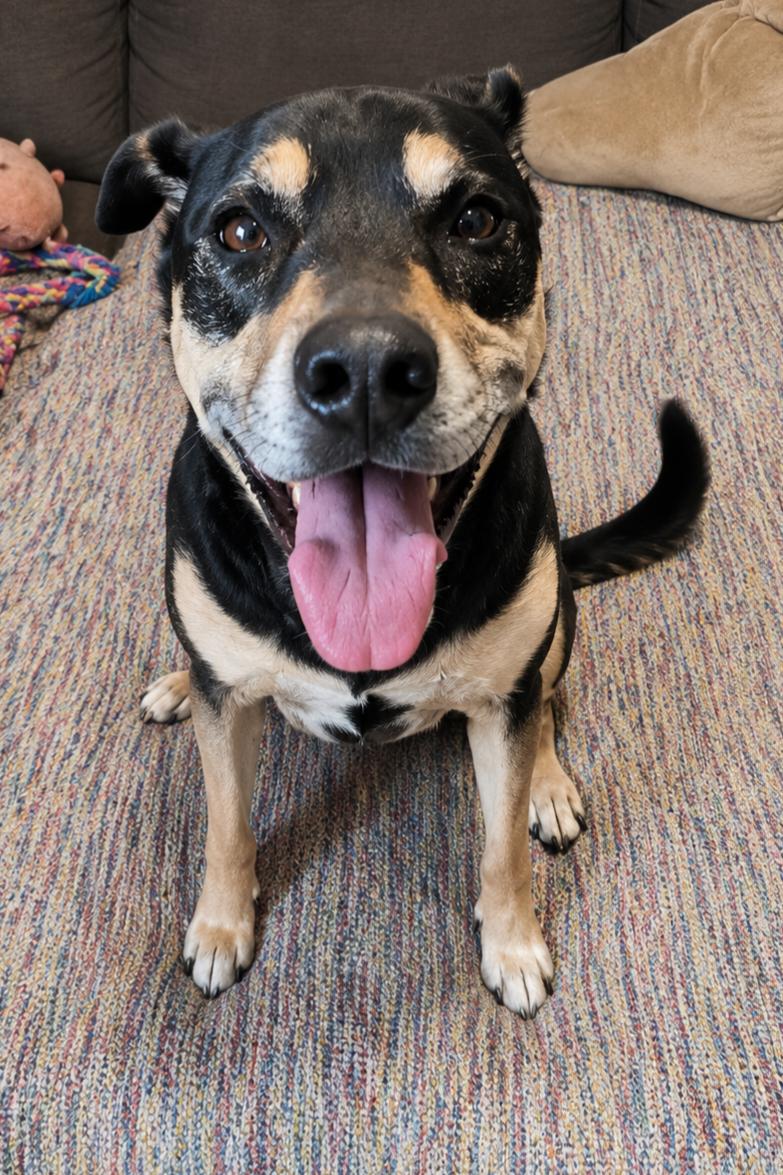 Gabby, ADOPTABLE, Senior Female German Shepherd Dog & Rottweiler.