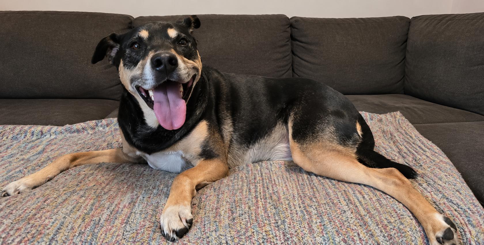 Enlarge Gabby, a ADOPTABLE mixed breed in Grand Rapids, MI image 2/2