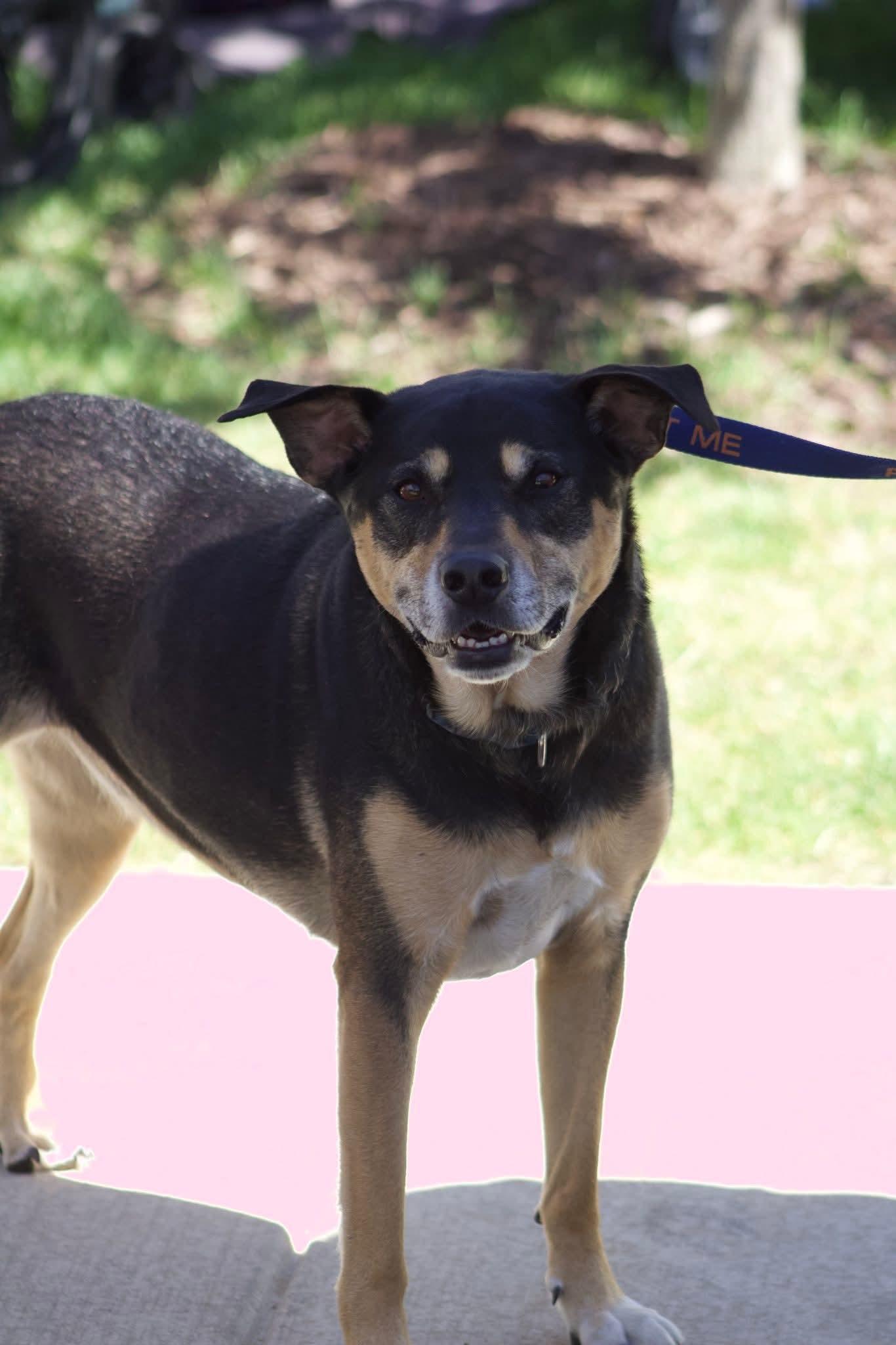 Gabby, ADOPTABLE, Senior Female German Shepherd Dog & Rottweiler.