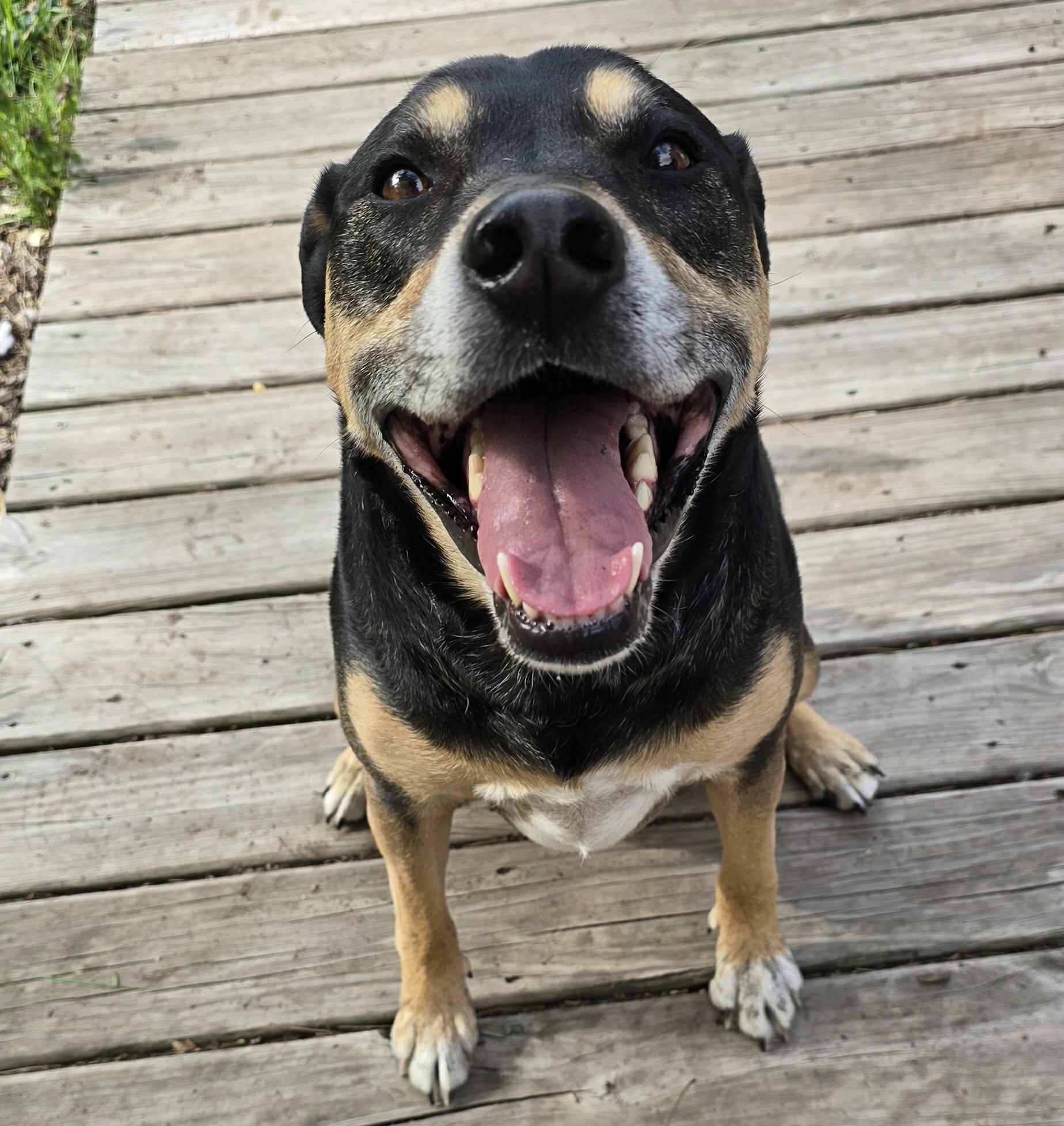Enlarge Gabby, a ADOPTABLE mixed breed in Grand Rapids, MI image 2/4