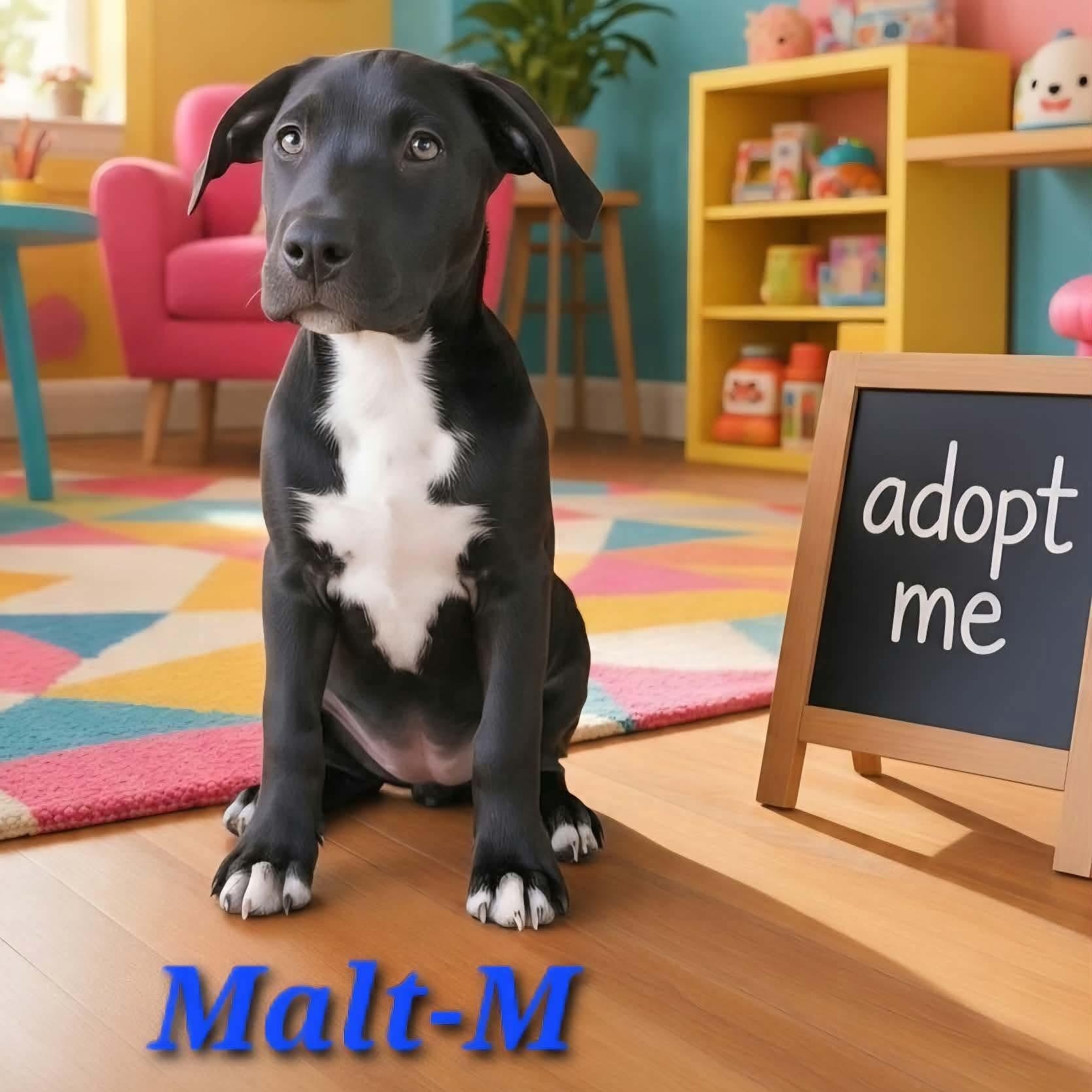 Enlarge Malt, a Adoptable mixed breed in DeWitt, NY image 3/6