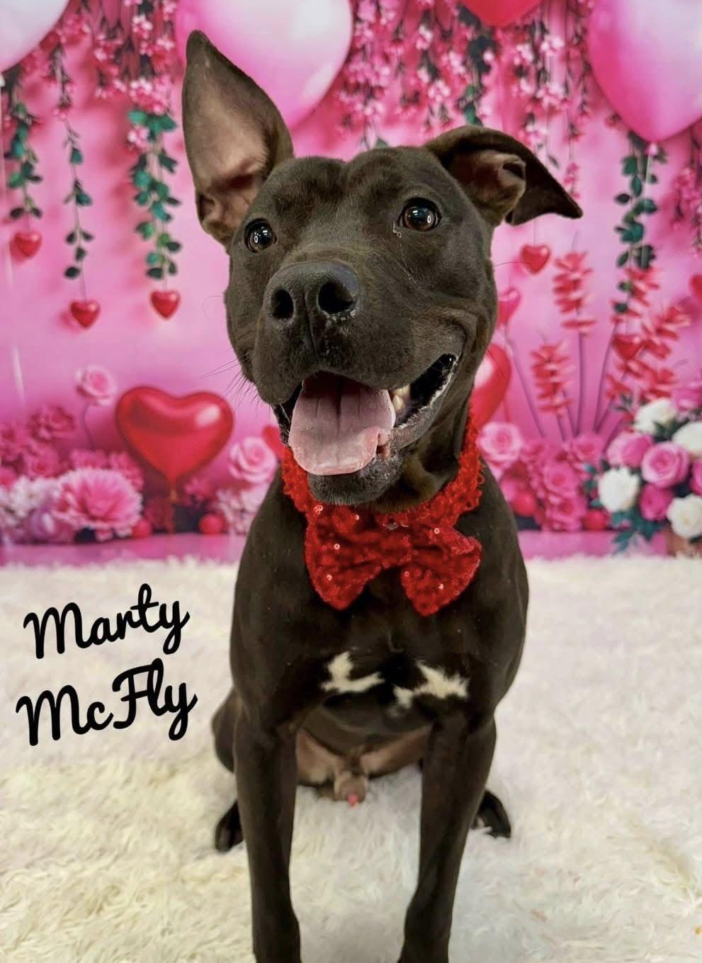 Marty McFly, ADOPTABLE, Adult Male Mixed Breed.