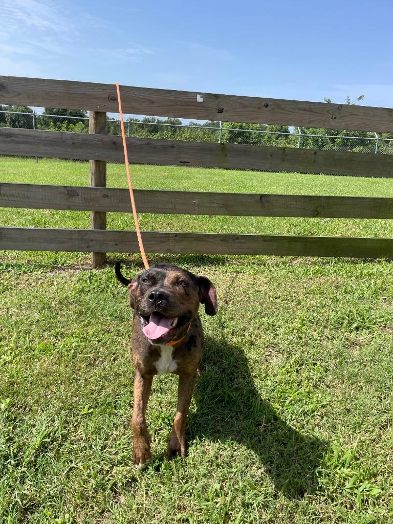 Sparkles, Adopted, Young Female Terrier.